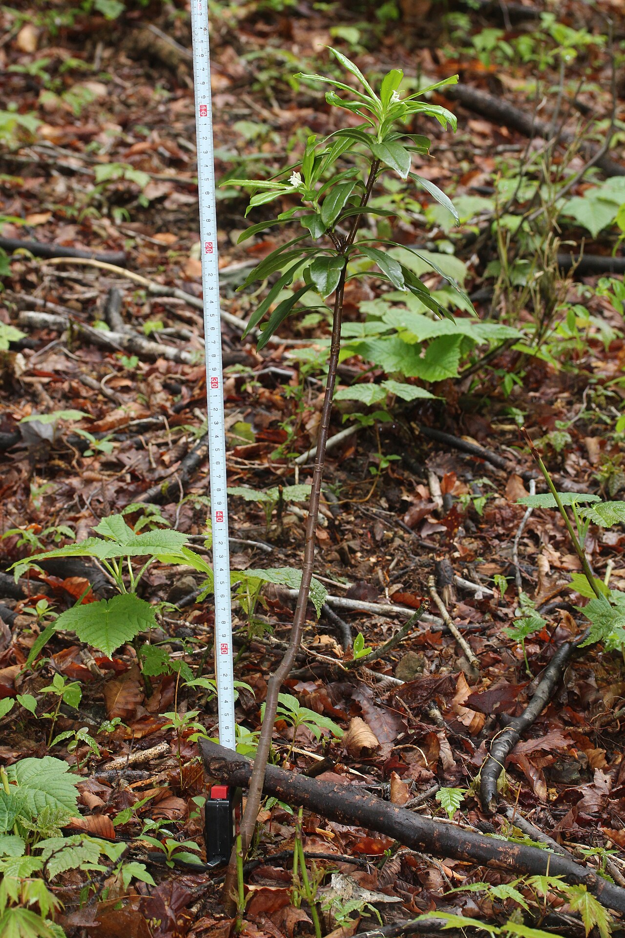 Daphne miyabeana: Daphne miyabeana in Mount Ozugongen, Ibigawa, Gifu prefecture, Japan. Scale is millimeter .