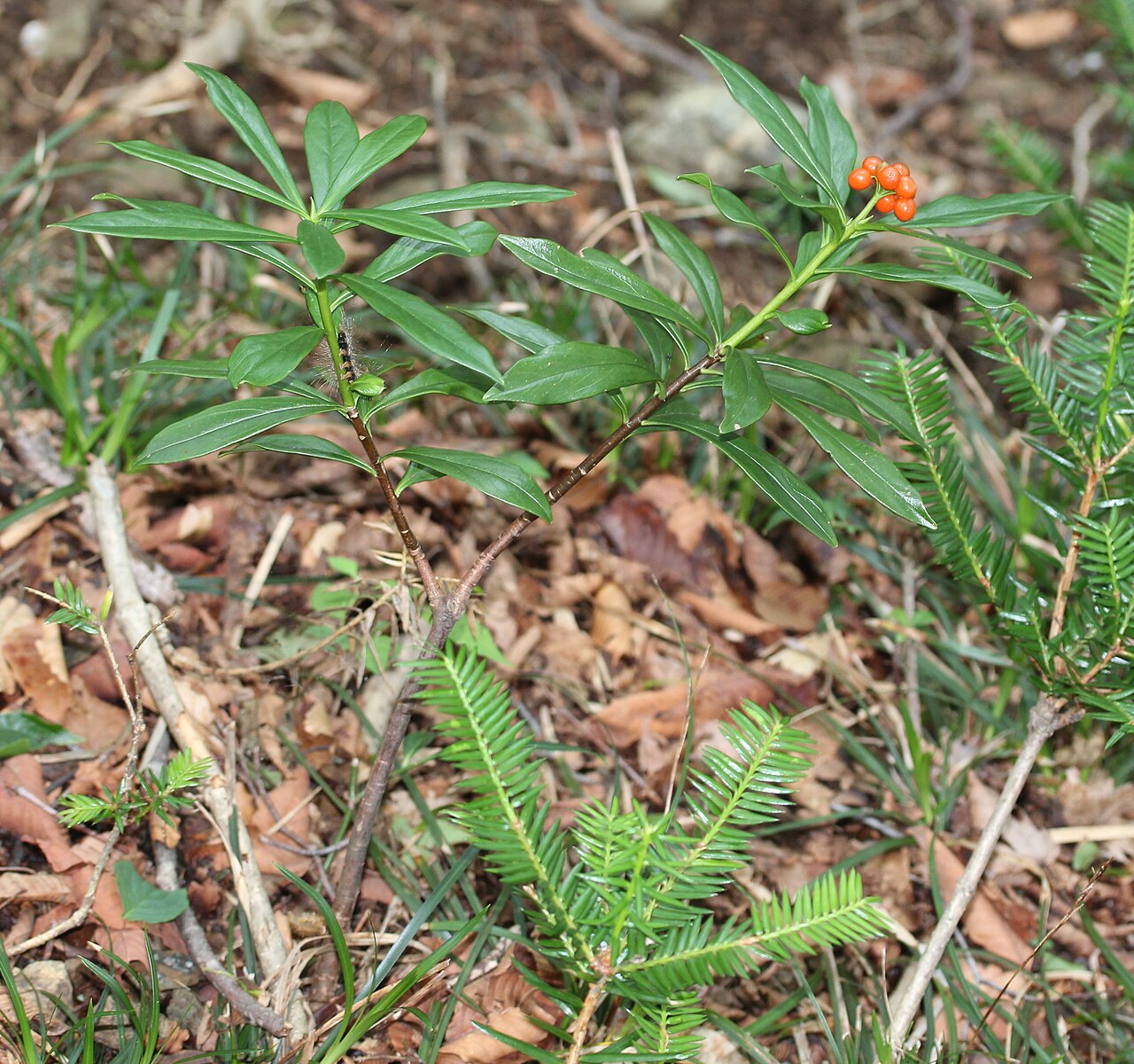 Daphne miyabeana: Daphne miyabeana in Mount Ozugongen, Ibigawa, Gifu prefecture, Japan.