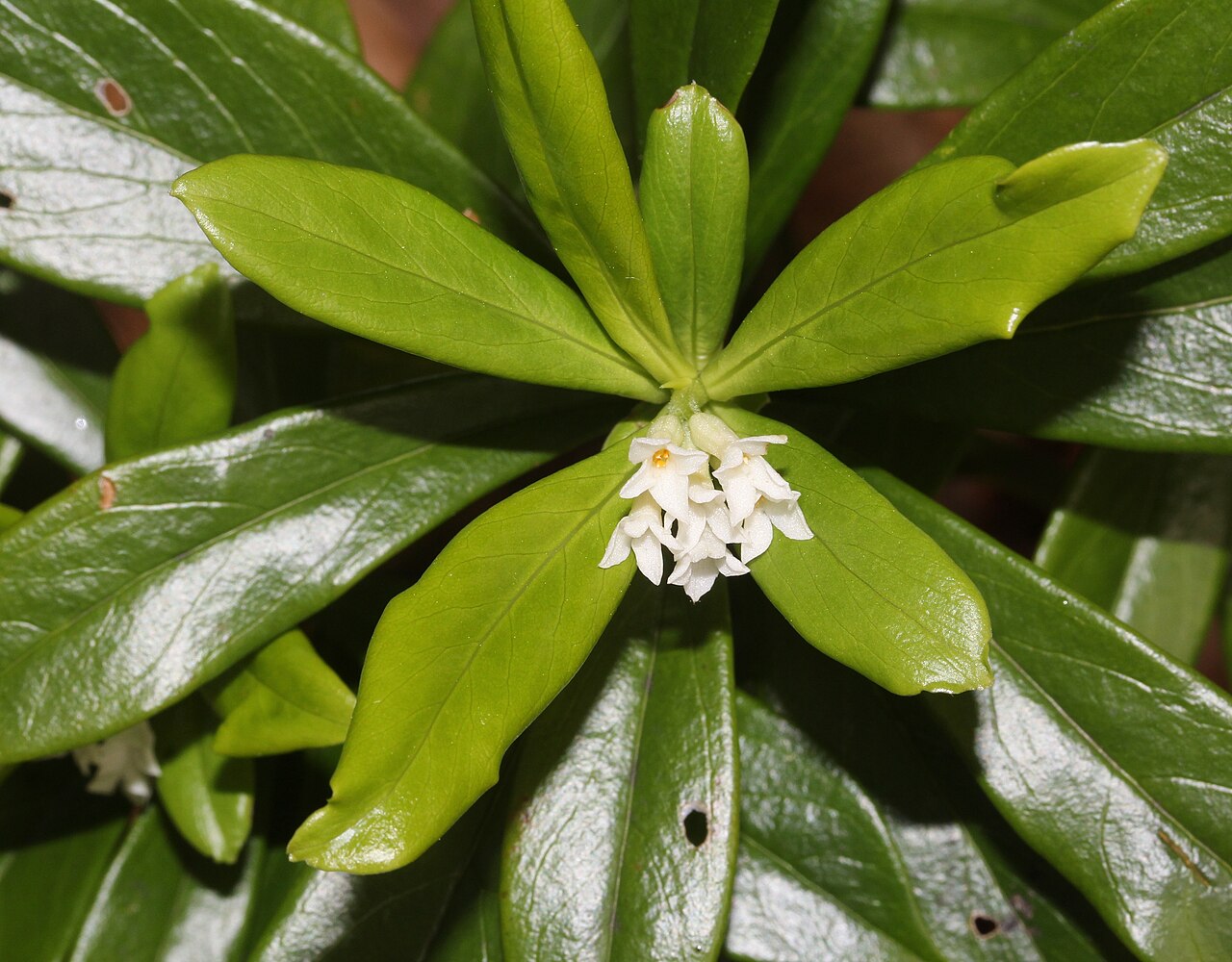 Daphne miyabeana: Daphne miyabeana in Mount Akausagi, Ōno, Fukui prefecture, Japan.