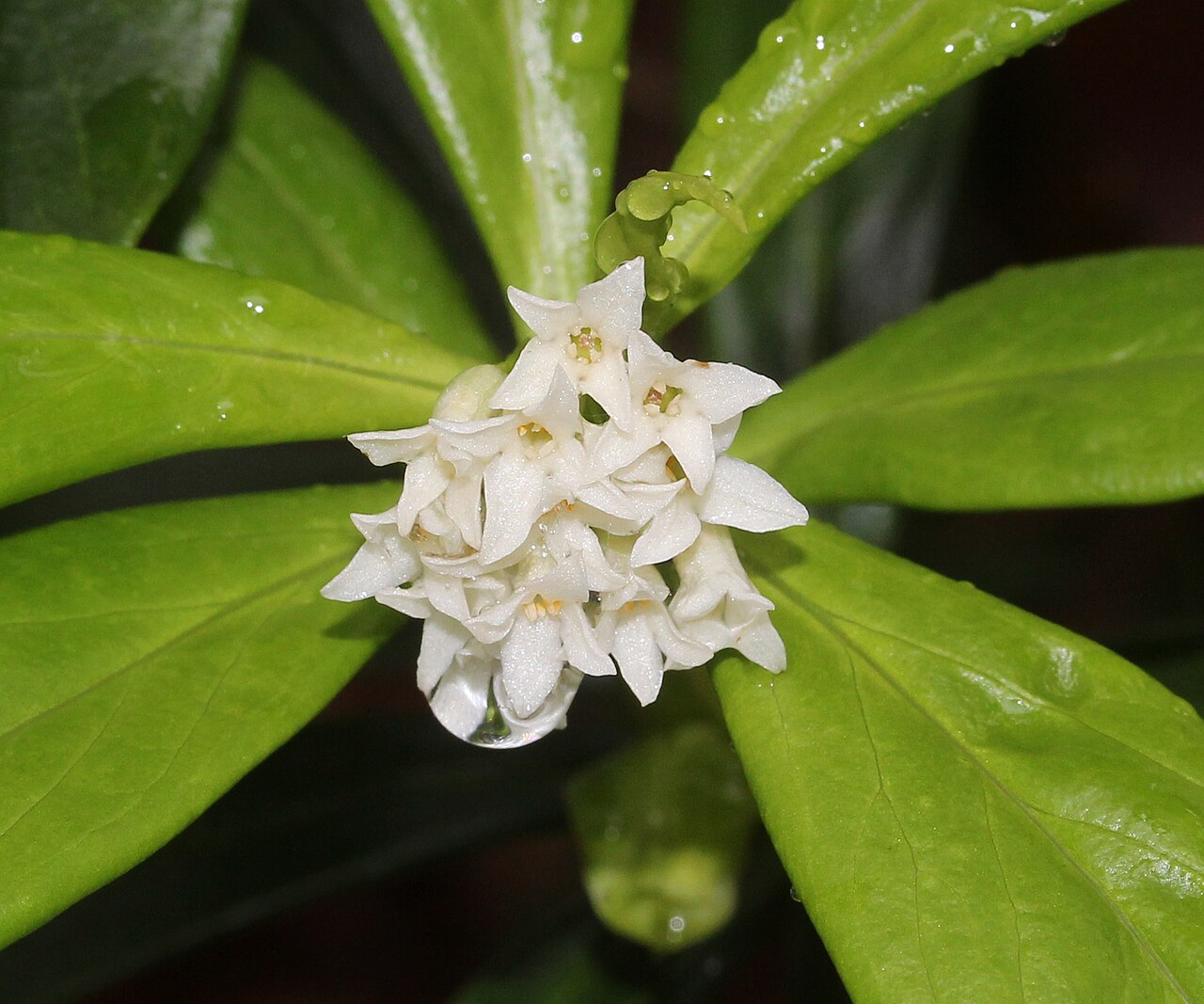 Daphne miyabeana: Daphne miyabeana in Mount Ozugongen, Ibigawa, Gifu prefecture, Japan.
