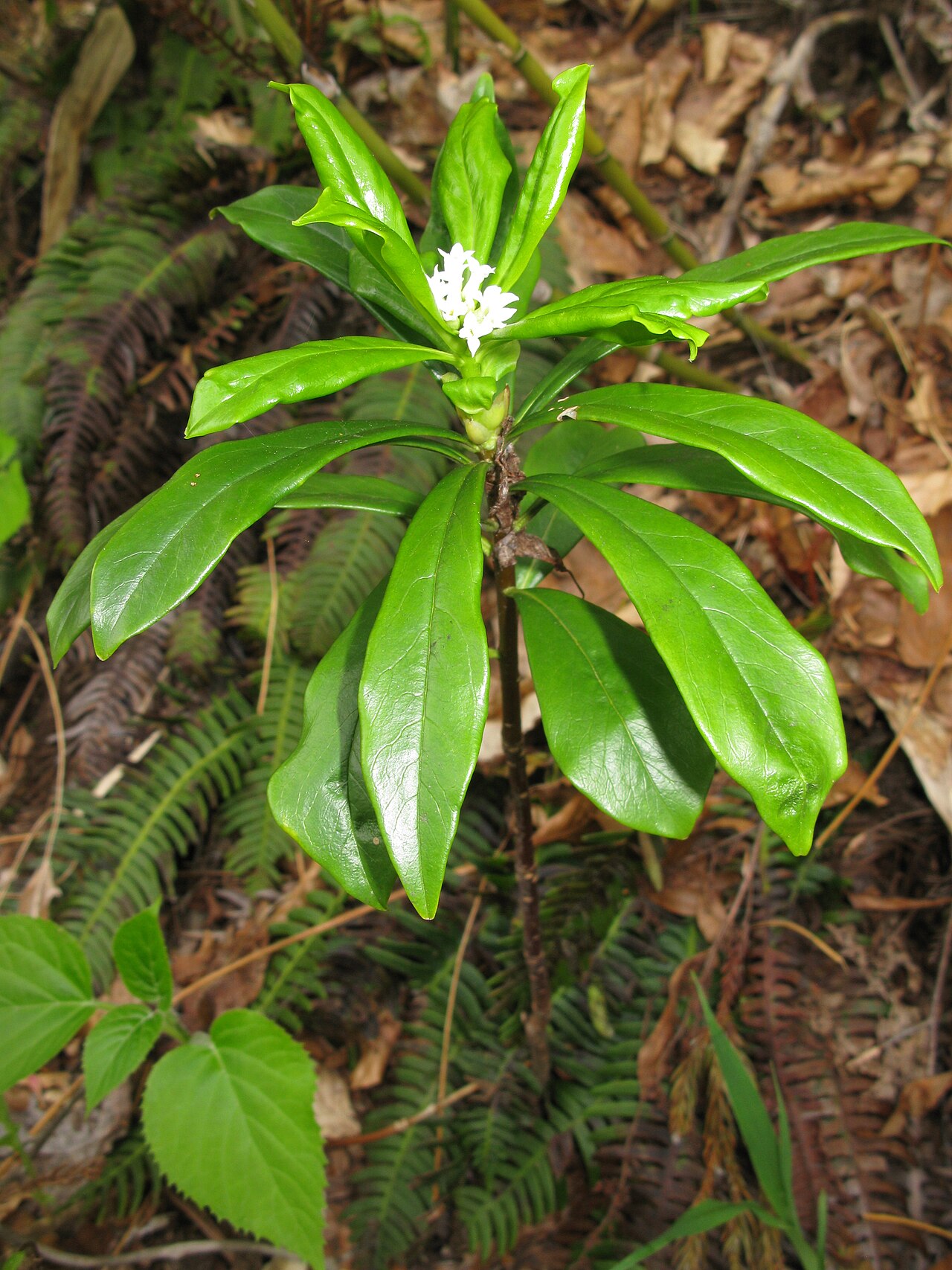Daphne miyabeana: Daphne miyabeana , Aizu area, Fukushima pref., Japan