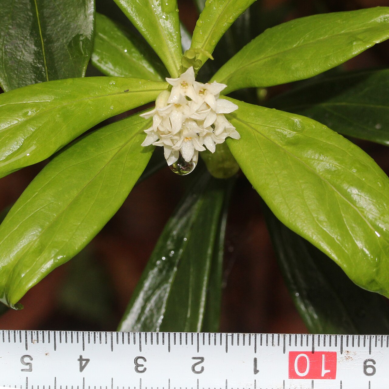 Daphne miyabeana: Daphne miyabeana in Mount Ozugongen, Ibigawa, Gifu prefecture, Japan. Scale is millimeter .