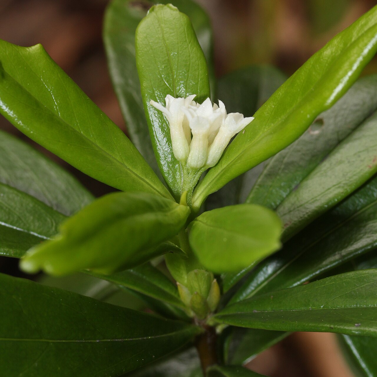Daphne miyabeana: Daphne miyabeana in Mount Akausagi, Ōno, Fukui prefecture, Japan.