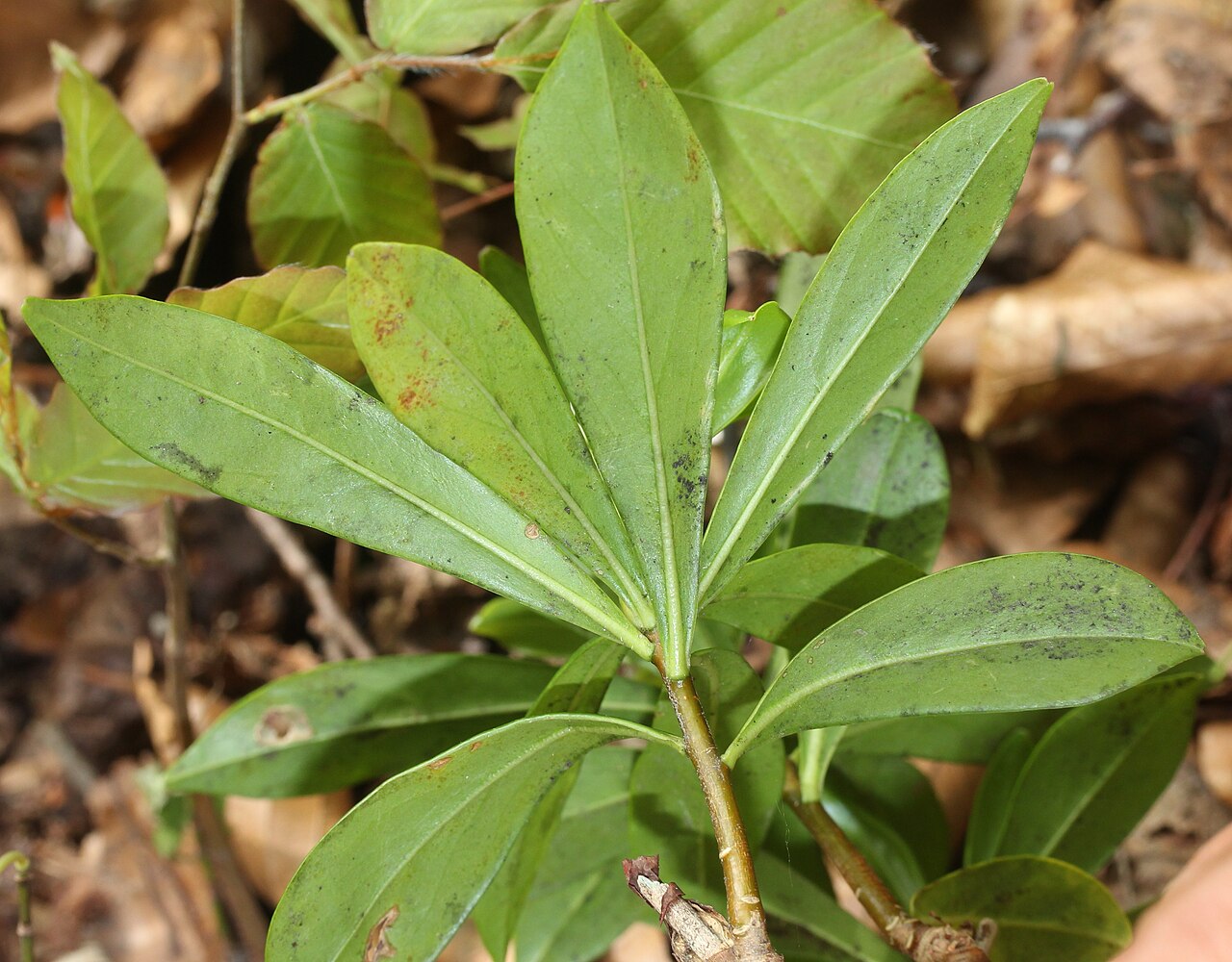 Daphne miyabeana: Daphne miyabeana in Mount Akausagi, Ōno, Fukui prefecture, Japan.