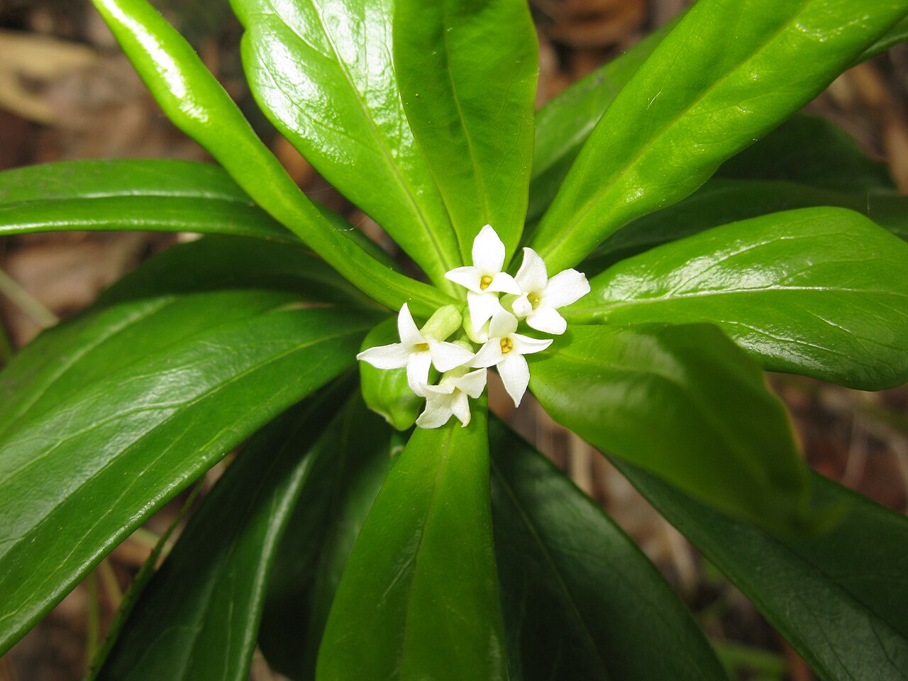 Daphne miyabeana: Daphne miyabeana , Aizu area, Fukushima pref., Japan