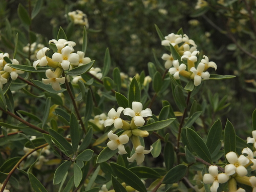 Daphne mucronata (Daphne mucronata)