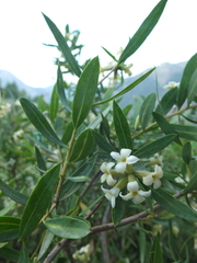 Daphne mucronata (Daphne mucronata)