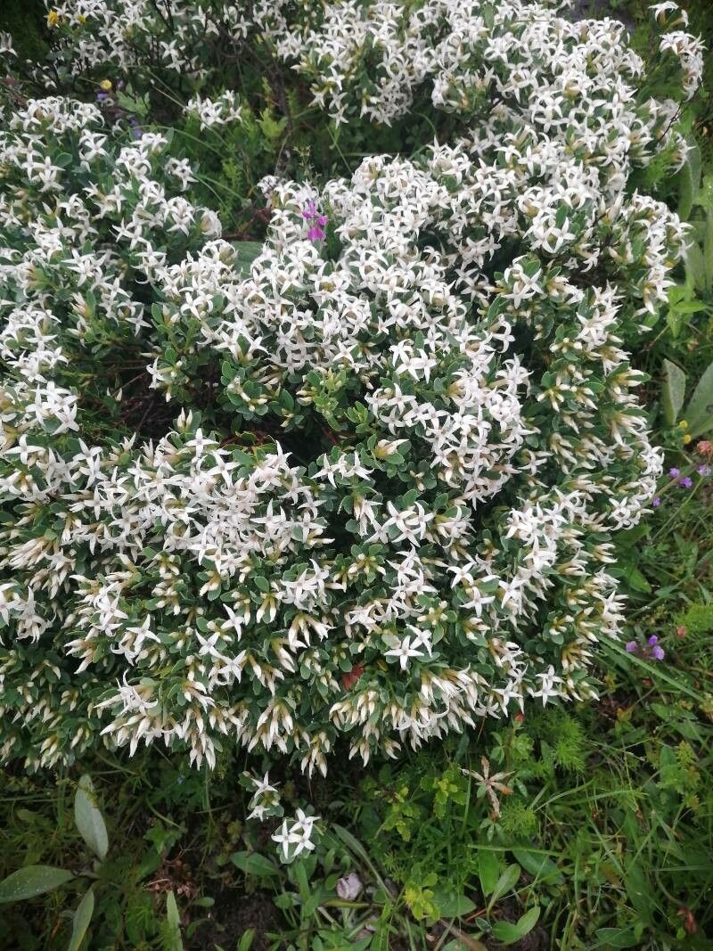 Daphne oleoides (Daphne oleoides)