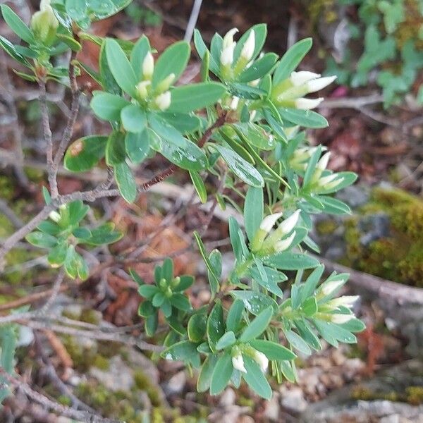 Daphne oleoides (Daphne oleoides)