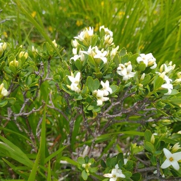 Daphne oleoides (Daphne oleoides)