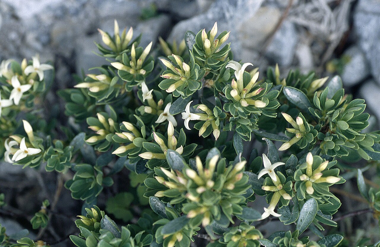 Daphne oleoides: Daphne oleoides am Olymp