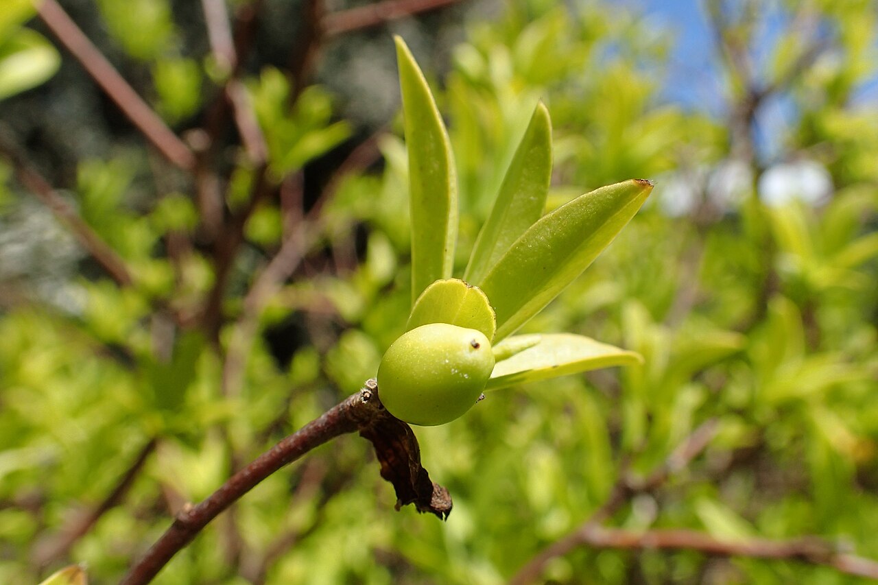 Daphne oleoides: Daphne oleoides in Dunedin Botanic Garden