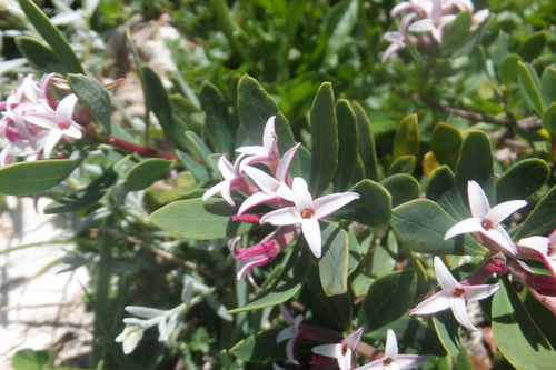 Daphne oleoides (Daphne oleoides)