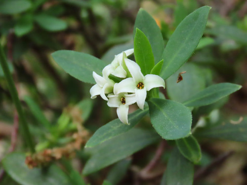 Daphne oleoides (Daphne oleoides)
