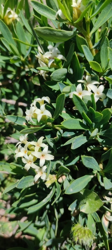 Daphne oleoides (Daphne oleoides)