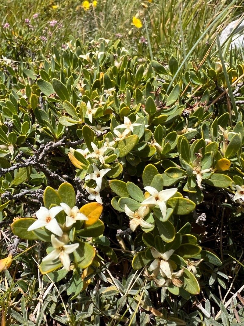 Daphne oleoides (Daphne oleoides)