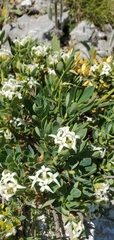 Daphne oleoides (Daphne oleoides)