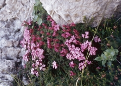 Tremalzo (Daphne petraea)