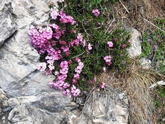 Tremalzo (Daphne petraea)