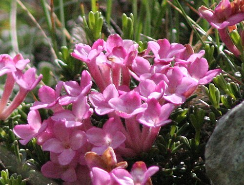 Tremalzo: Daphne_petraea (Dafne minore) Località : "Giardino Botanico delle Alpi Orientali", Monte Faverghera (BL), 1500 m s.l.m.