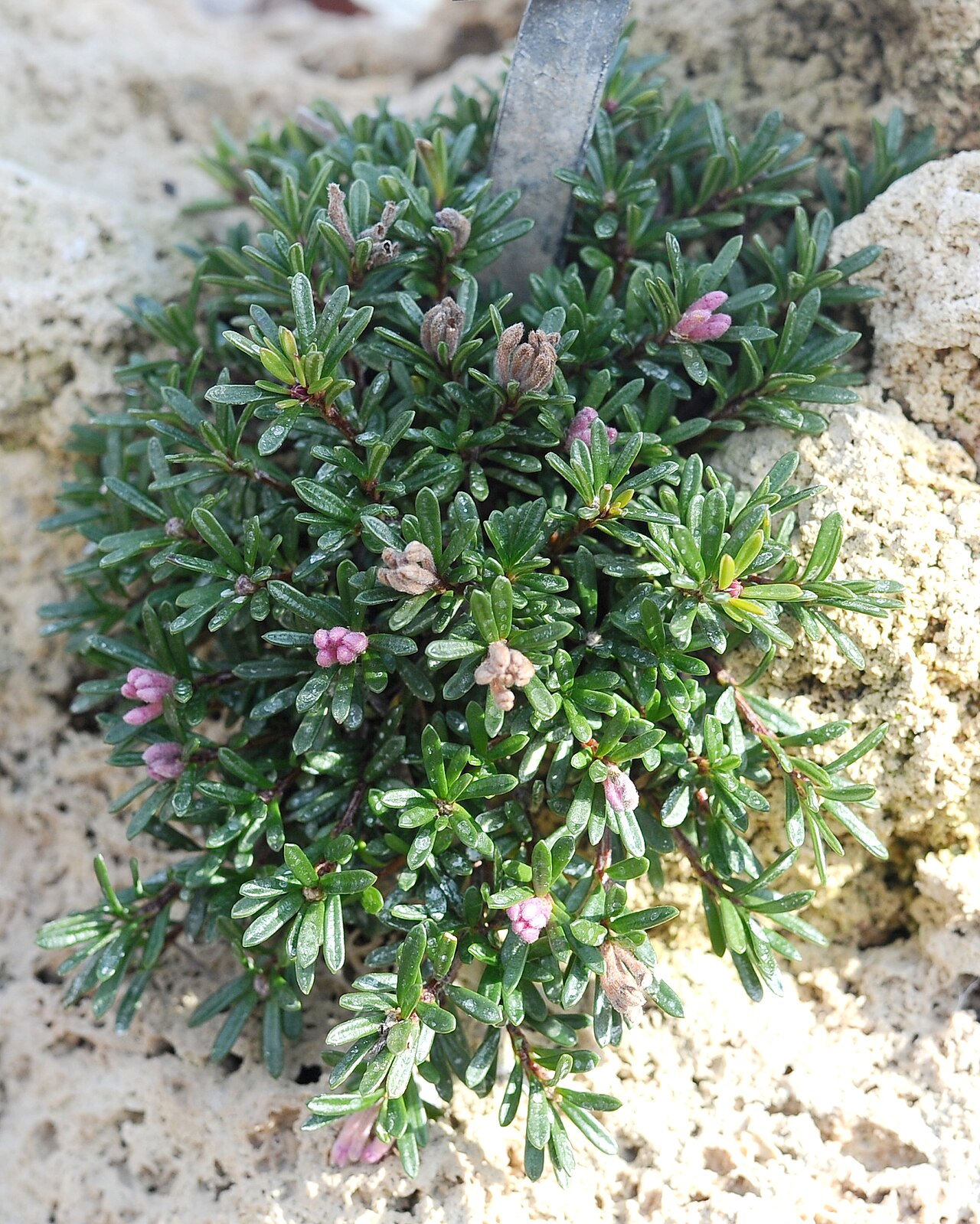 Tremalzo: Daphne petraea at the Botanischer Garten München-Nymphenburg.