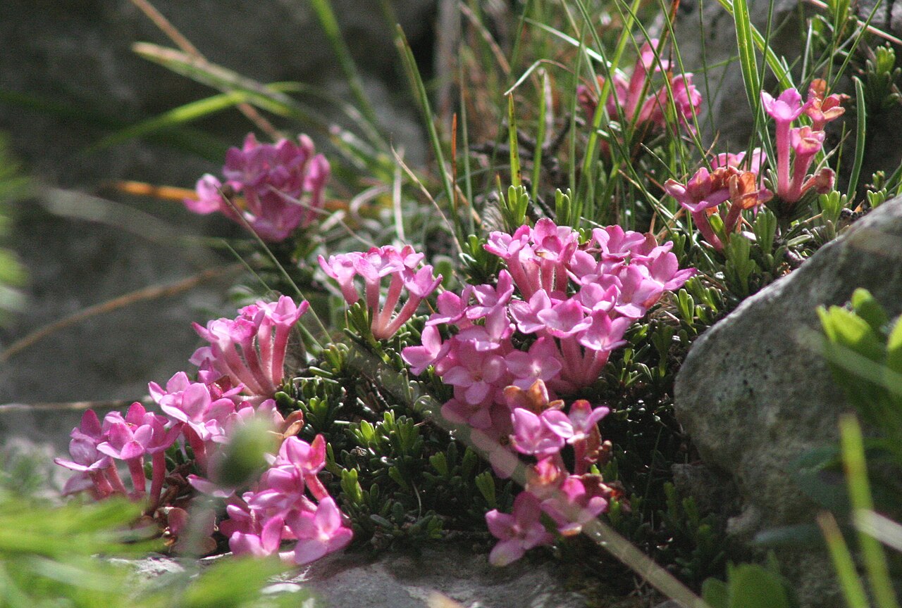 Tremalzo: Daphne_petraea (Dafne minore) Località : "Giardino Botanico delle Alpi Orientali", Monte Faverghera (BL), 1500 m s.l.m.