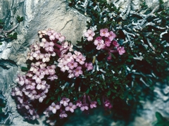 Tremalzo (Daphne petraea)