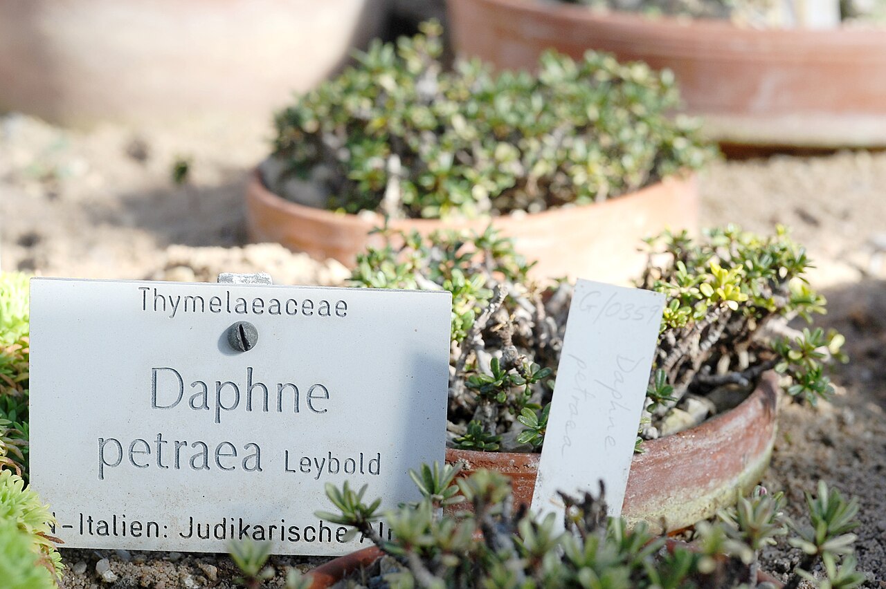 Tremalzo: Daphne petraea at the Botanischer Garten München-Nymphenburg.