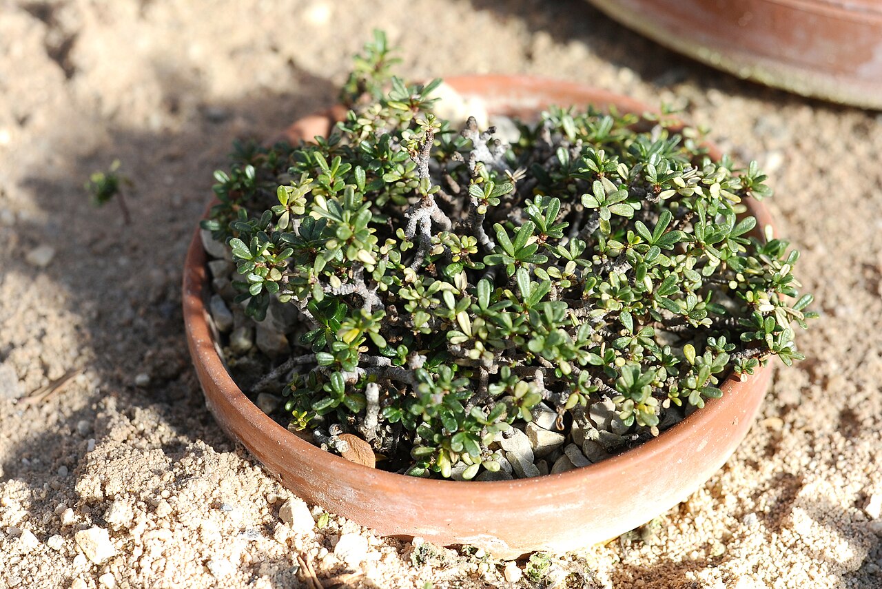 Tremalzo: Daphne petraea at the Botanischer Garten München-Nymphenburg.