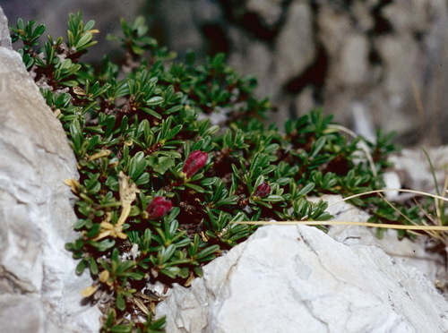 Tremalzo (Daphne petraea)