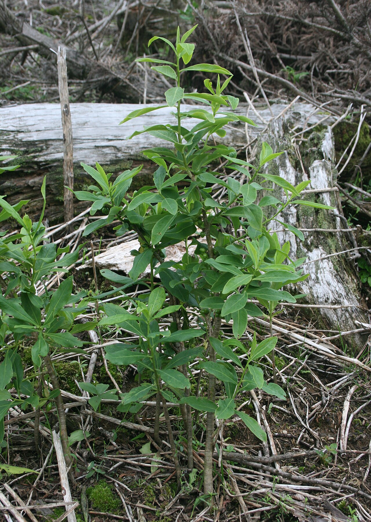 Daphne pseudomezereum: Daphne pseudomezereum , in Mount Ryozen, Taga, Shiga prefecture, Japan.