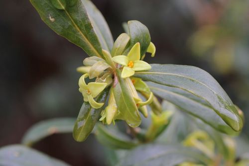 Daphne pseudomezereum (Daphne pseudomezereum)