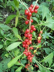 Daphne pseudomezereum (Daphne pseudomezereum)