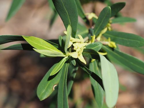 Daphne pseudomezereum (Daphne pseudomezereum)