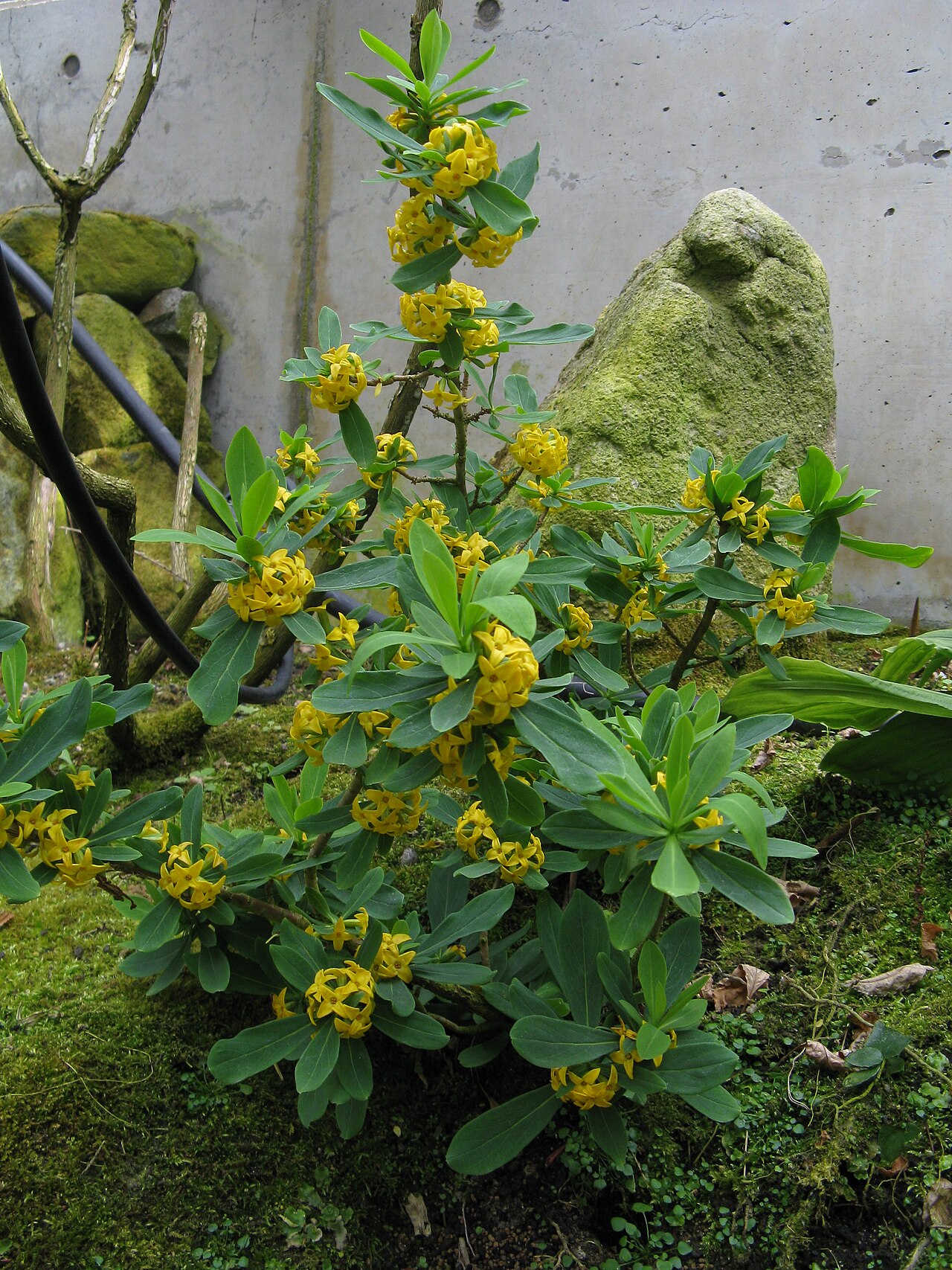 Daphne pseudomezereum: オニシバリ、ナツボウズ