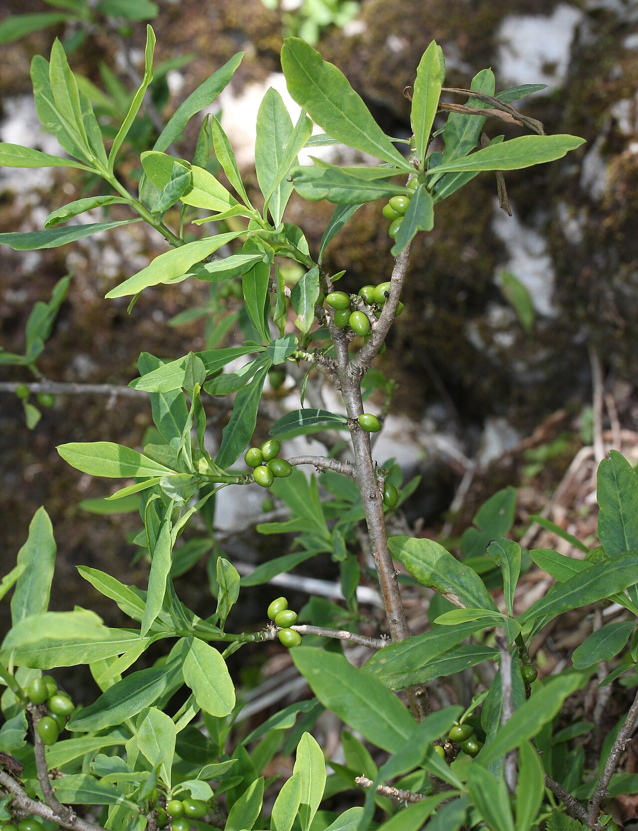 Daphne pseudomezereum: Daphne pseudomezereum with young fruits, in Mount Ryozen, Taga, Shiga prefecture, Japan.