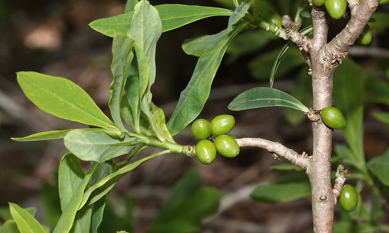 Daphne pseudomezereum: Daphne pseudomezereum with young fruits, in Mount Ryozen, Taga, Shiga prefecture, Japan.