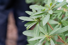 Daphne pseudomezereum (Daphne pseudomezereum)