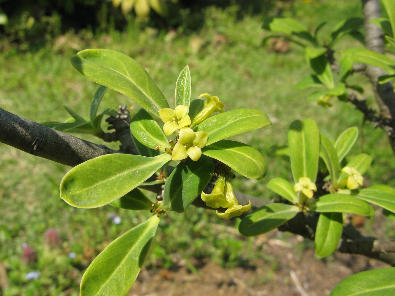 Daphne pseudomezereum: Daphne pseudomezereum , Koishikawa, Botanical Gardens, the University of Tokyo, Japan