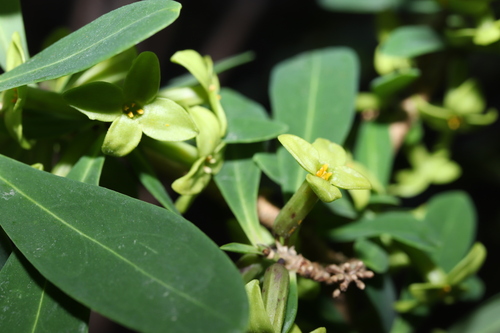 Daphne pseudomezereum (Daphne pseudomezereum)