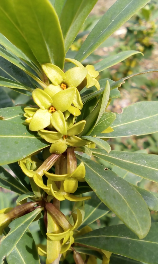 Daphne pseudomezereum (Daphne pseudomezereum)