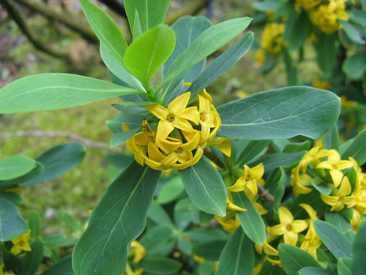 Daphne pseudomezereum: オニシバリ、ナツボウズ