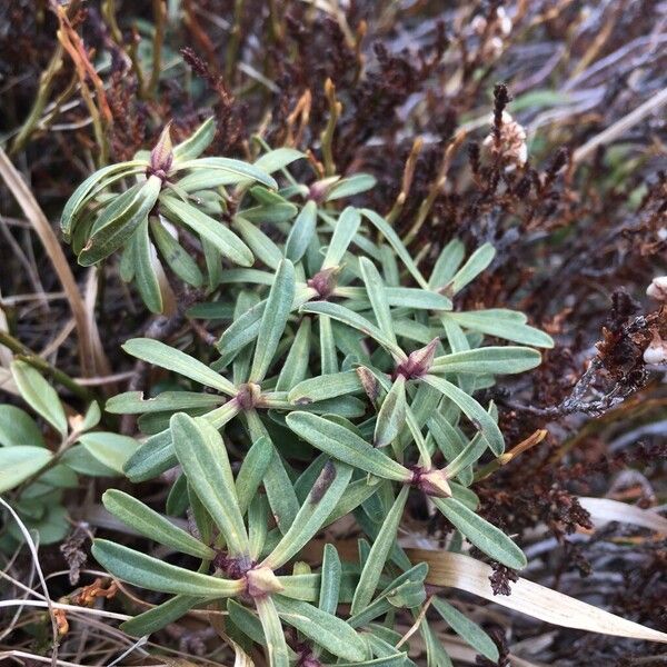 Striated daphne (Daphne striata)