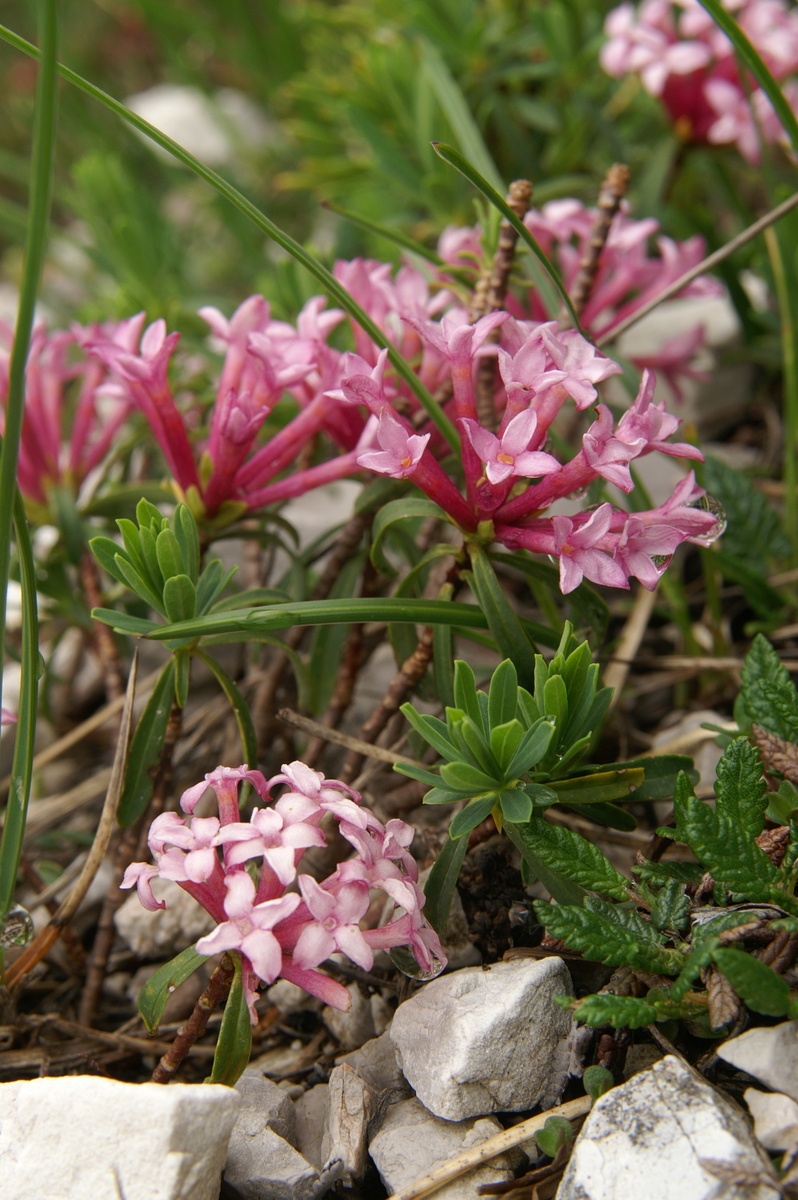 Striated daphne: Progasti volčin na Kepi.