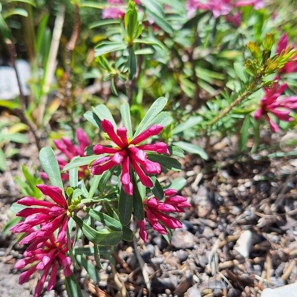 Striated daphne (Daphne striata)