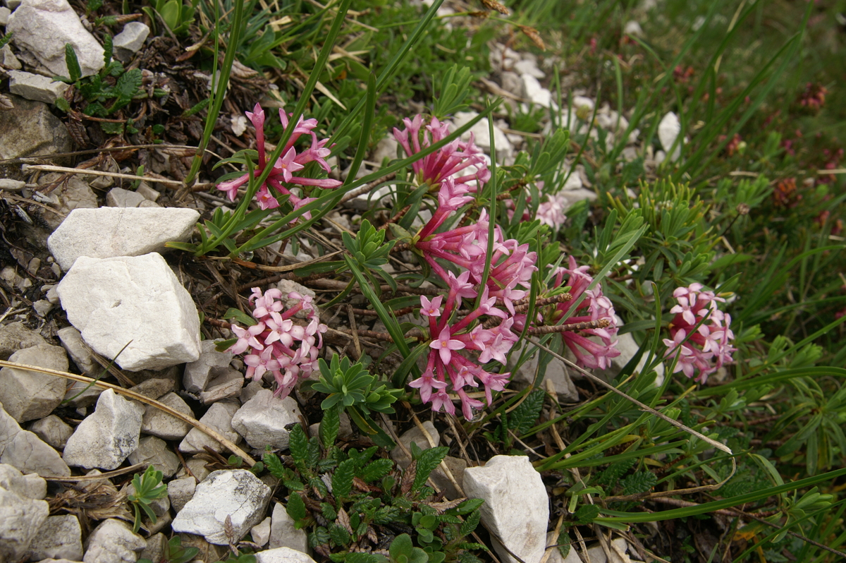 Striated daphne: Progasti volčin na Kepi.