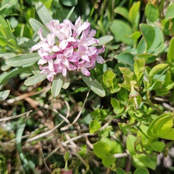 Striated daphne (Daphne striata)