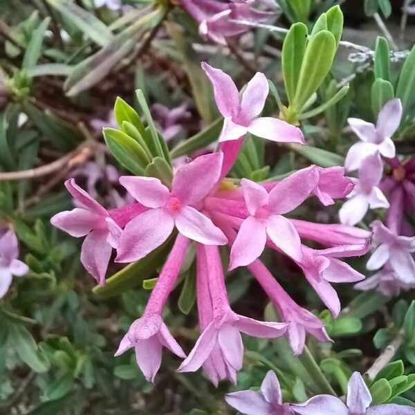 Striated daphne (Daphne striata)