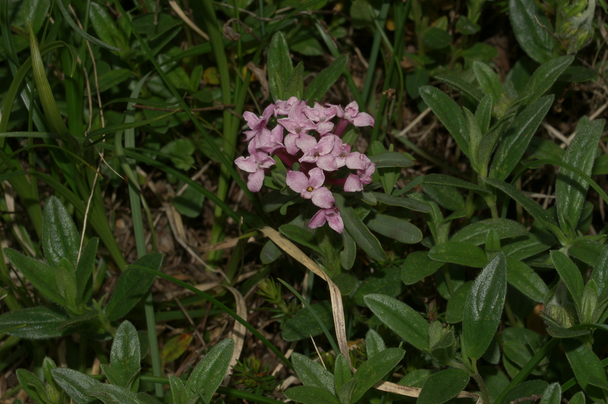 Striated daphne: Progasti volčin na Velikih podih (pod Skuto).