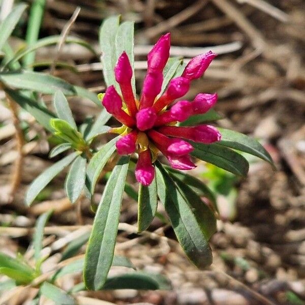 Striated daphne (Daphne striata)